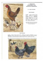 Ordem dos Galliformes pg. 15