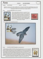 Falconiformes 1