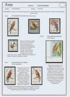 Falconiformes 4