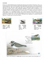 Debatanu Biswas - The World of Birds - Page 18
