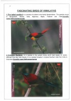 Fascinating Birds of Himalayas page 2