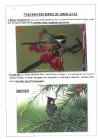 Fascinating Birds of Himalayas page 4