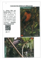 Fascinating Birds of Himalayas page 6