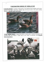 Fascinating Birds of Himalayas page 7
