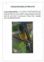 Fascinating Birds of Himalayas page 8
