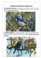 Fascinating Birds of Himalayas page 9