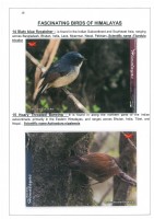 Fascinating Birds of Himalayas page 10