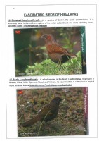 Fascinating Birds of Himalayas page 11