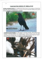 Fascinating Birds of Himalayas page 12