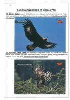 Fascinating Birds of Himalayas page 13