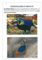 Fascinating Birds of Himalayas page 14