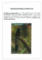 Fascinating Birds of Himalayas page 16