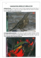 Fascinating Birds of Himalayas page 17