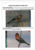 Fascinating Birds of Himalayas page 18