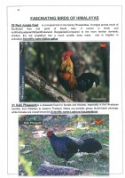 Fascinating Birds of Himalayas page 19