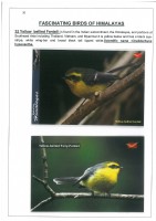 Fascinating Birds of Himalayas page 20