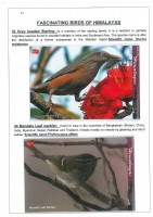 Fascinating Birds of Himalayas page 21