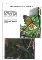 Fascinating Birds of Himalayas page 22