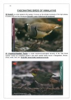 Fascinating Birds of Himalayas page 23
