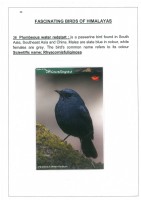 Fascinating Birds of Himalayas page 24