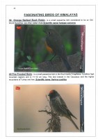 Fascinating Birds of Himalayas page 25