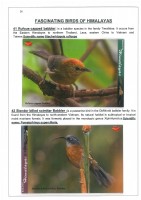 Fascinating Birds of Himalayas page 26