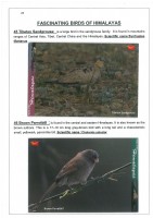 Fascinating Birds of Himalayas page 28