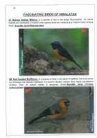 Fascinating Birds of Himalayas page 29