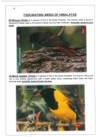 Fascinating Birds of Himalayas page 30