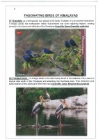 Fascinating Birds of Himalayas page 31