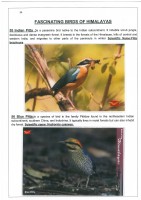 Fascinating Birds of Himalayas page 34