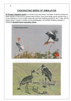 Fascinating Birds of Himalayas page 36