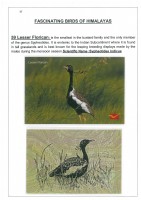 Fascinating Birds of Himalayas page 37