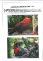 Fascinating Birds of Himalayas page 38