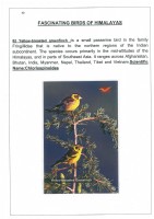 Fascinating Birds of Himalayas page 40