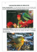 Fascinating Birds of Himalayas page 41