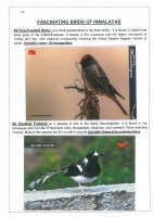 Fascinating Birds of Himalayas page 42