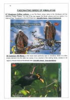 Fascinating Birds of Himalayas page 43
