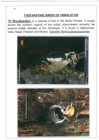 Fascinating Birds of Himalayas page 45