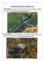 Fascinating Birds of Himalayas page 46