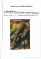 Fascinating Birds of Himalayas page 47