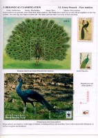 Peacock the king of feathers11
